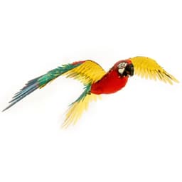 Metal Earth ICONX: Jubilee Macaw Parrot - image 4 thumbnail